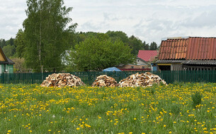 Береза, ольха и осина